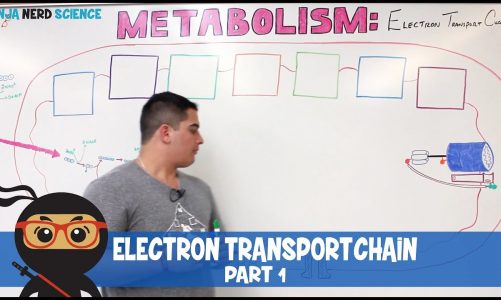 Metabolism | Electron Transport Chain: DETAILED | Part 1