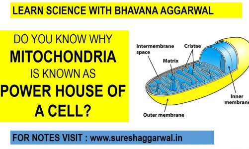 Understand the STRUCTURE and FUNCTIONS of MITOCHONDRIA