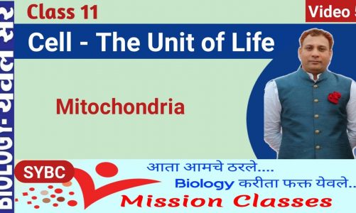 Mitochondria | Structure and Functions | Cell – The Unit of life class 11