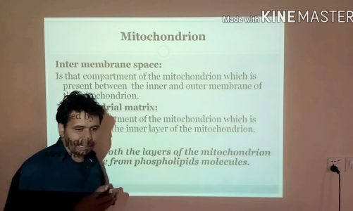 Mitochondrion: