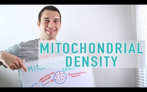 Mitochondrial Density Explained