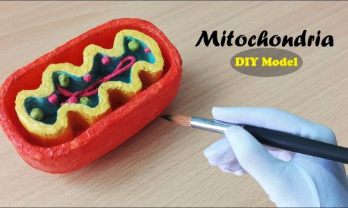 How to make Mitochondria Model | 3d Styrofoam carving