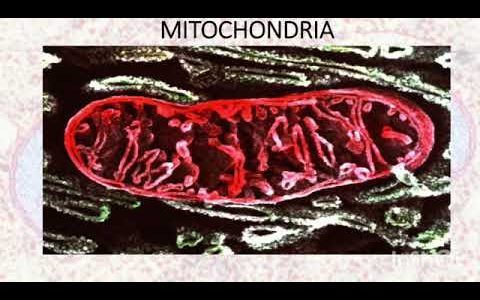 MITOCHONDRIA- The Power house of the cell