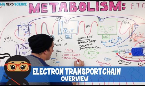 Metabolism | Electron Transport Chain: Overview