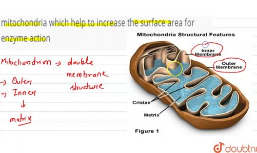 Name the structures formed towards the matrix of mitochondria w