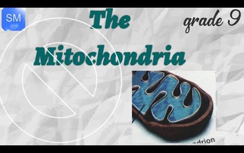 Mitochondria structure & function class 9 | Mitochondria easy drawing explaination in urdu
