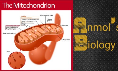 CELL – THE UNIT OF LIFE/ MITOCHONDRIA/FUNCTIONS/FUNCTIONS /Anmol's Biology/ CBSE/NCERT/CLASS 11