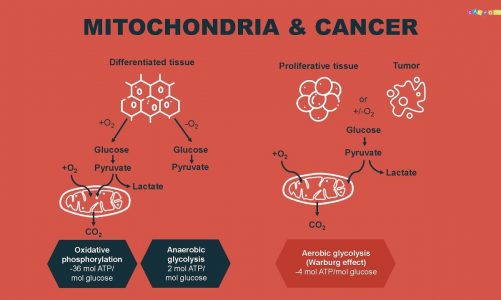 Season I Episode 4: Mitochondria apoptosis and cancer