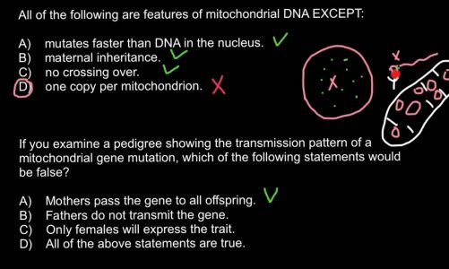 Mitochondrial DNA genetics