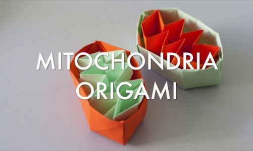 Mitorigami – How to make mitochondria origami (Tutorial)