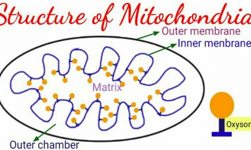 Structure of Mitochondria | Pravin Bhosale