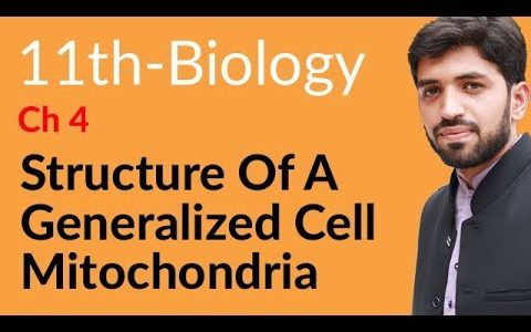 FSc Biology Book 1, Ch 4 – Explain Mitochondria – 11th Class Biology