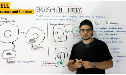 The Endosymbiotic Theory | Evolution of mitochondria and chloroplast | Biology lecture