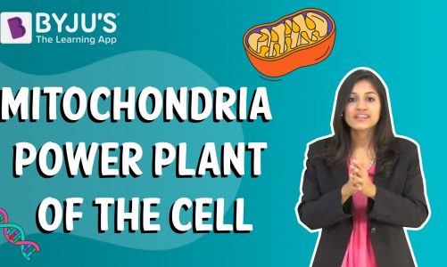 Mitochondria, the Powerplant of the Cell