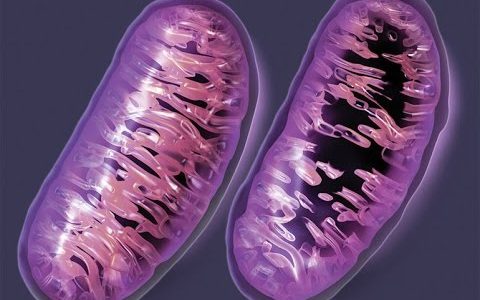 Why do mitochondria retain their own genome?