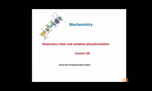 حياتية نظري respiratory chain and oxidative phosphorylation ج4