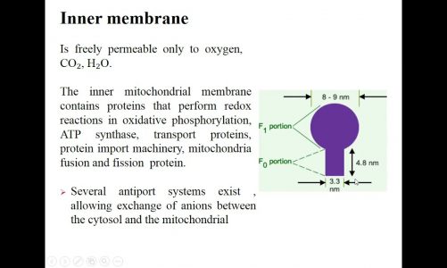 Mitochondria by Dr Sheikh Arslan Sehgal 27042021