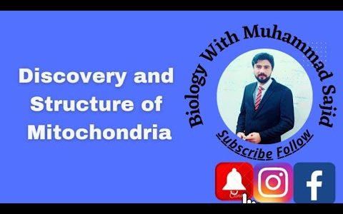 Mitochondria Discovery and Structure
