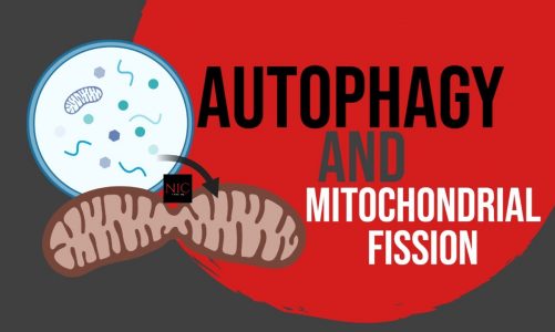 EX-e: Mitochondrial Autophagy (Mitophagy) is related to Mitochondrial Fission (Splitting)