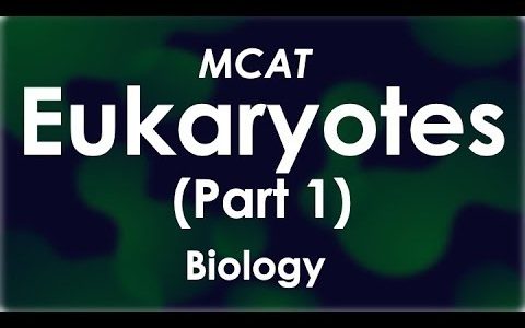 Eukaryotes (Part 1/2) – MCAT Biology