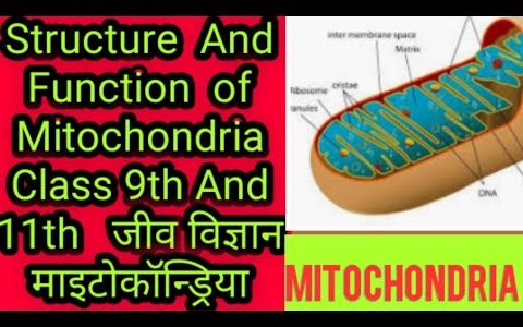 Structure  And  Function  of  Mitochondria Class 9th And 11th  |जीव विज्ञान माइटोकॉन्ड्रिया