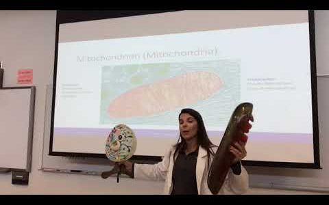 Cellular Respiration (Part I)- Dr. Jessica Guerrero