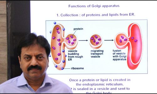 Functions of Golgi apparatus (In Sindhi) / First Year Biology / Chapter 4 (The Cell)