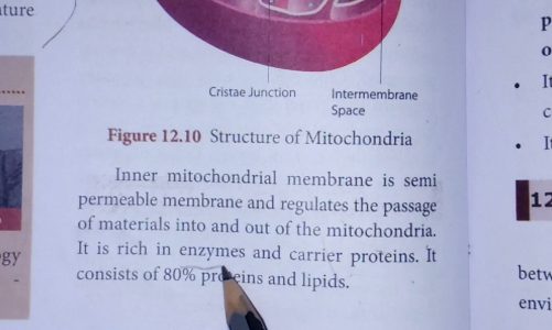 Class:10 Science.Lesson no:1.Mitochondria Topic.
