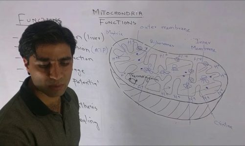 Mitochondria 2