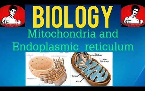 Biology|Mitochondria and Endoplasmic reticulum|ME TUTORIALS| by Khola ma'am