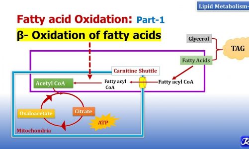 Beta oxidation of fatty acids | Lipid Metabolism-9 | Biochemistry | N'JOY Biochemistry