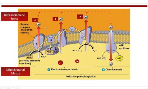 ETC Chain/Oxidative Phosphorylation/Cellular Respiration-Final step/Shiv Bhadra Singh