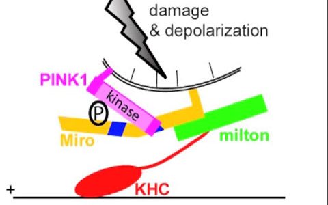 PINK1/Parkin derails damaged mitochondria