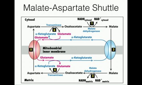 Malate-Aspartate Shuttle: Mitochondrial NADH Transport