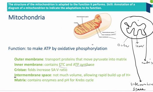 Mitochondria (8.2.6 IB BIOLOGY HL)