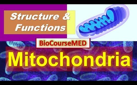 Mitochondria | Structure of Mitochondria | Functions of Mitochondria | Cell organelle | BioCourseMED