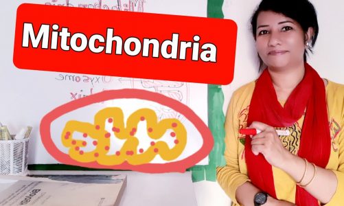 Mitochondria Structure and Function//Biology Class //#EducatorSharmin