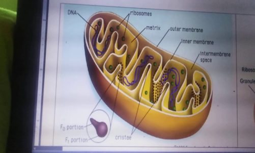Mitochondrion (Structure)