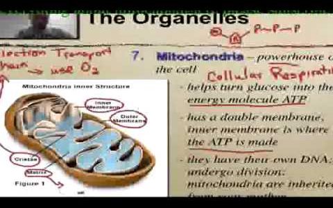 Mitochondria 9