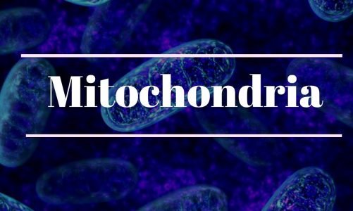 Mitochondria (structure and function)