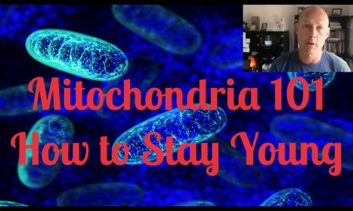 Mitochondria 101 – How to Stay Young & How To Get More Energy