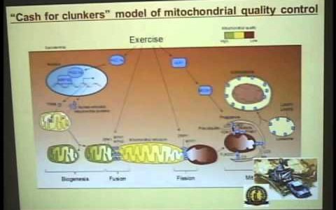 “Mitochondrial Quality Control in Skeletal Muscle: a “Cash For Clunkers” Story of Mitophagy.”