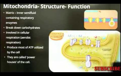MITOCHONDRIA  Structure and Function