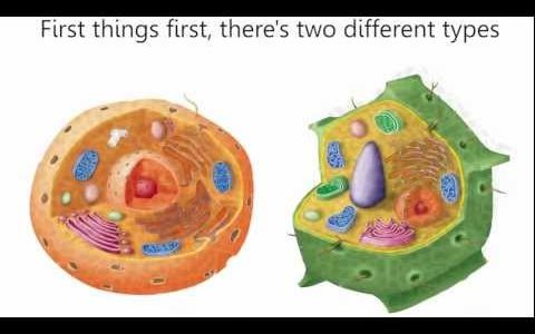 Cells Cells – Parts of the Cell Rap