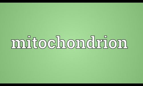Mitochondrion Meaning