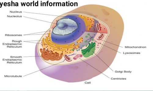 Organelle and cell level tissue | biology | mitochondria | Explain cell | structure and function,