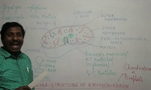 Ultra-structure of a mitochondrion