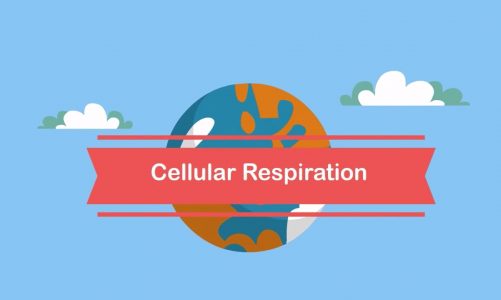 Cellular respiration steps
