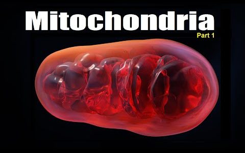 Mitochondria Part 1