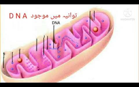 Mitochondria   structure and function
